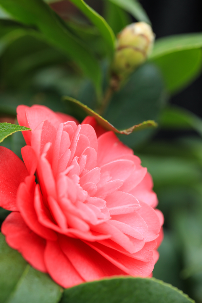 春天春季花朵花卉鲜花赏花季摄影图