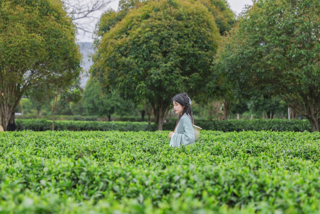汉服女生茶叶茶园人物摄影图