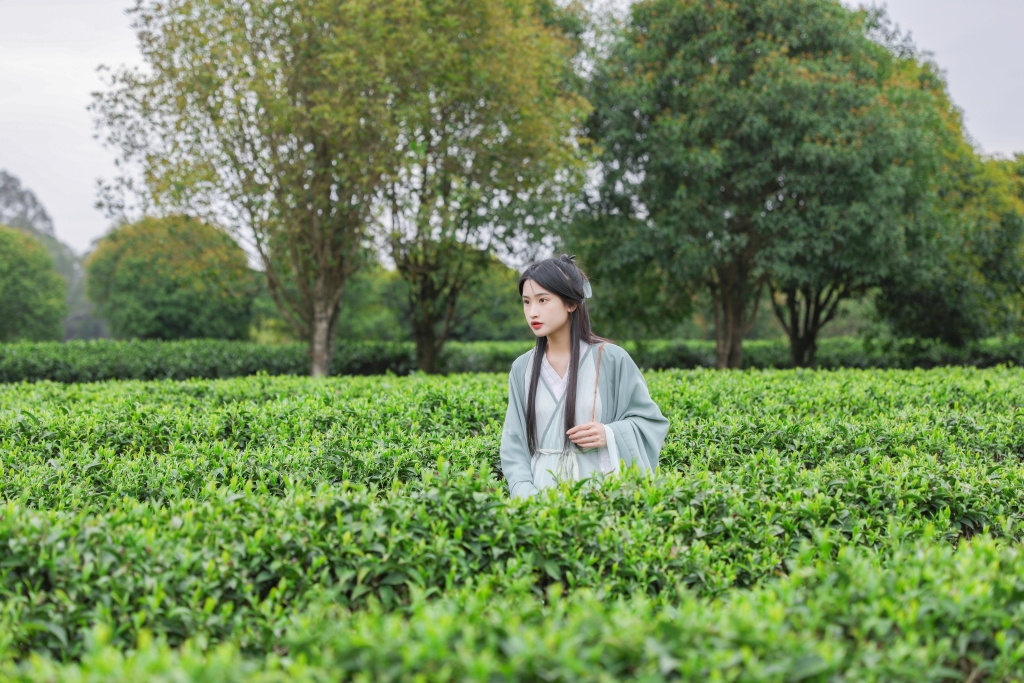 汉服女生茶叶茶园人物摄影图