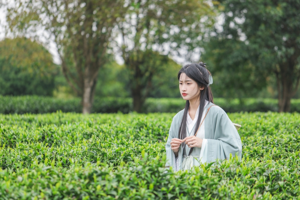 汉服女生茶叶茶园人物摄影图