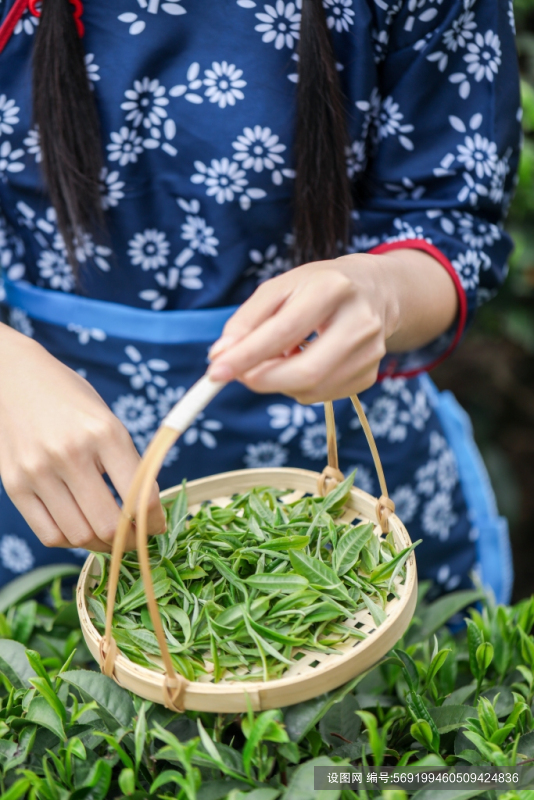 扁竹筐茶叶茶园人物摄影图