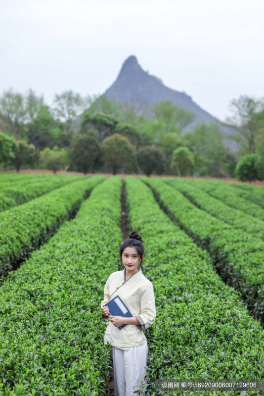 书籍新中式茶叶茶园人物摄影图