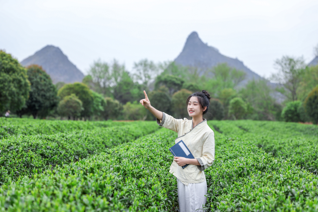书籍新中式茶叶茶园人物摄影图