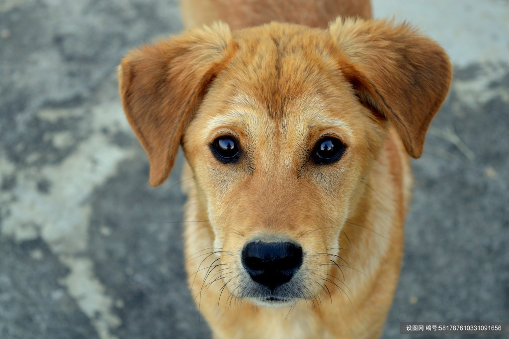 高清家庭萌宠物小狗可爱狗狗田园犬素材图片