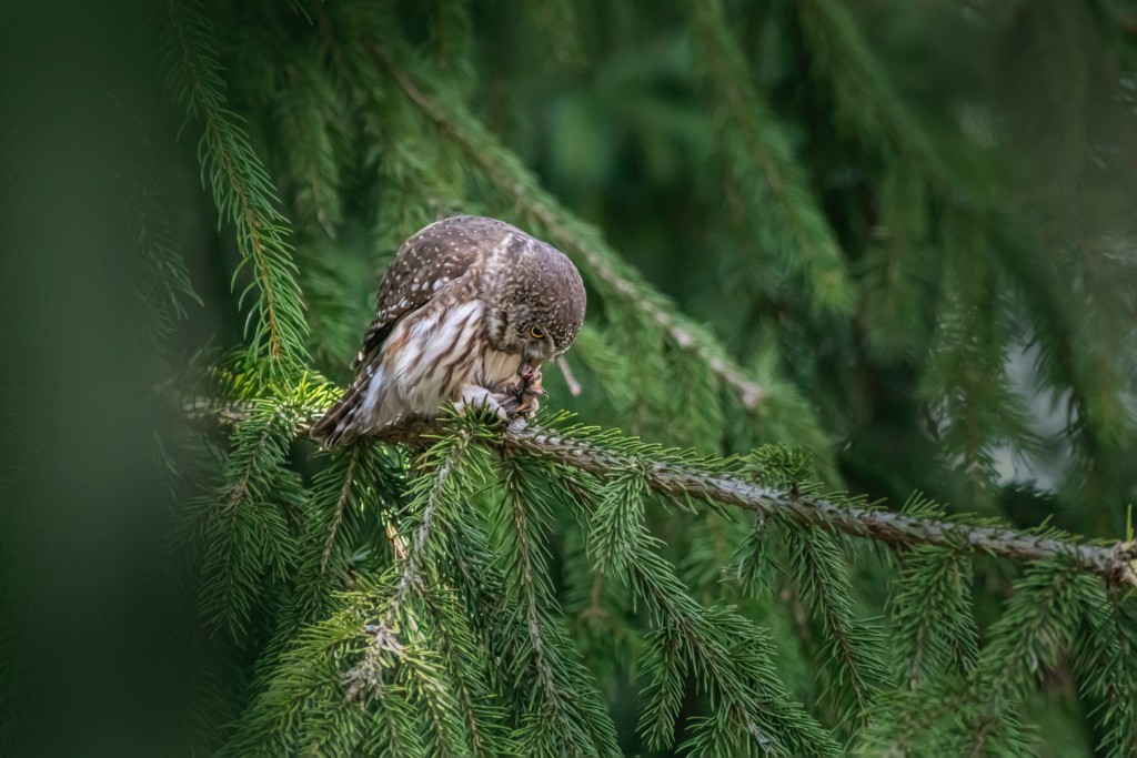 呆萌可爱的猫头鹰素材