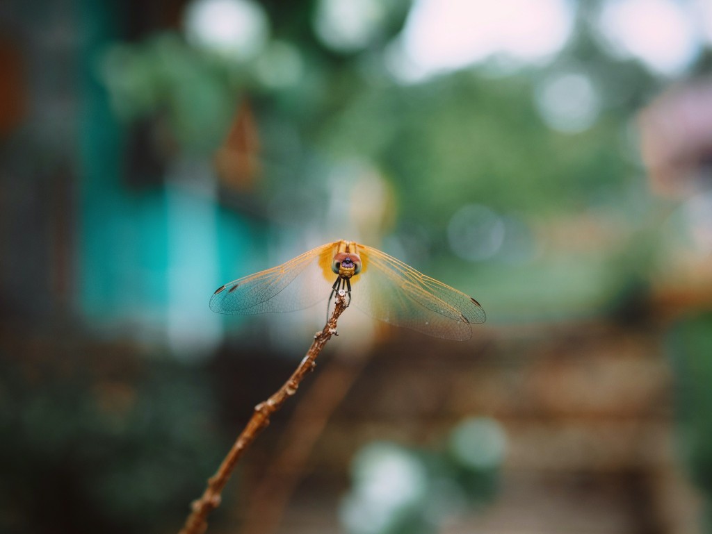 昆虫蜻蜓高清素材