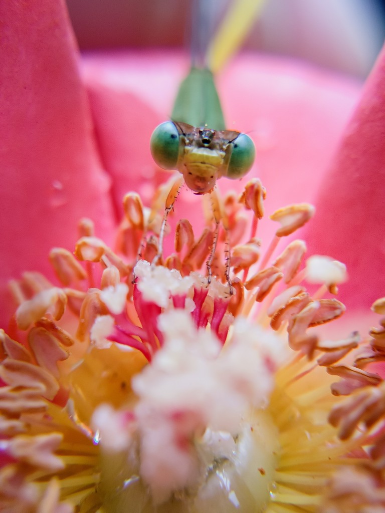 昆虫蜻蜓高清素材