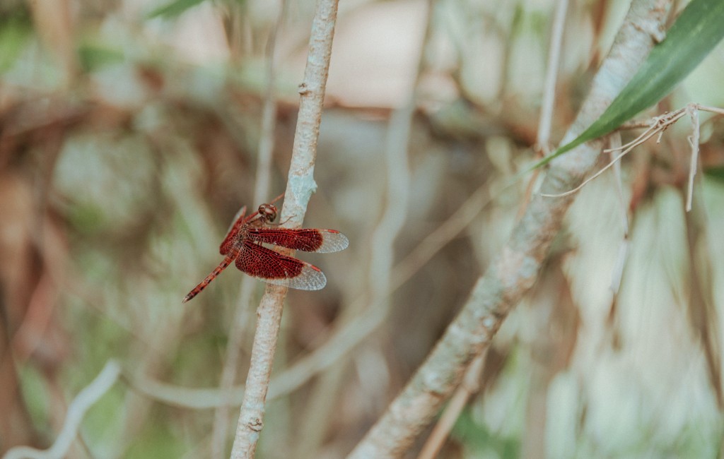 昆虫蜻蜓高清素材