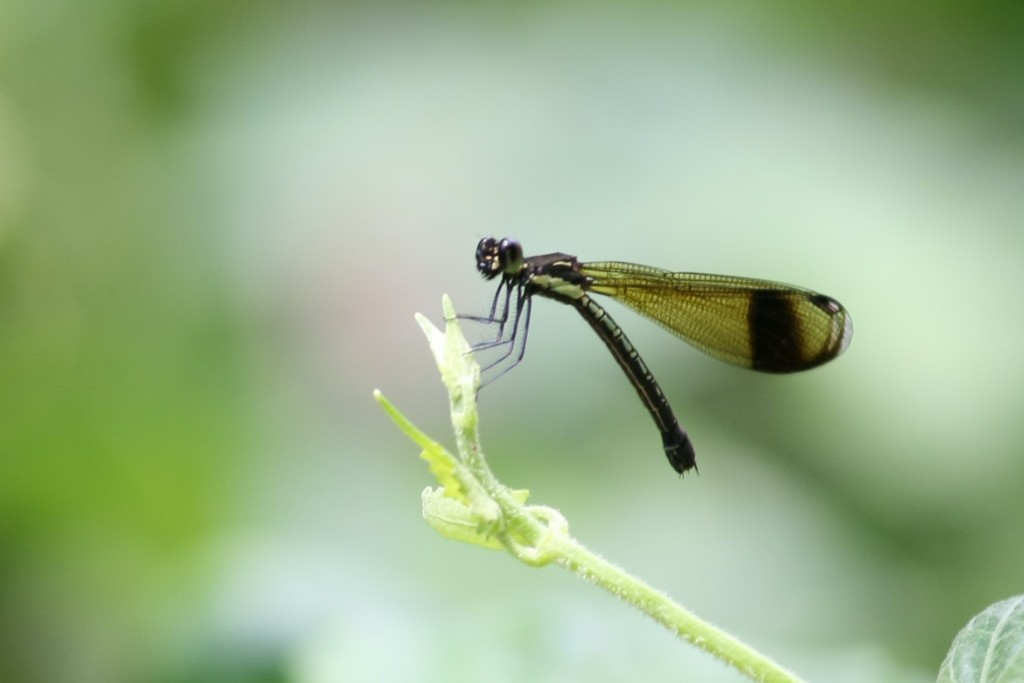 昆虫蜻蜓高清素材