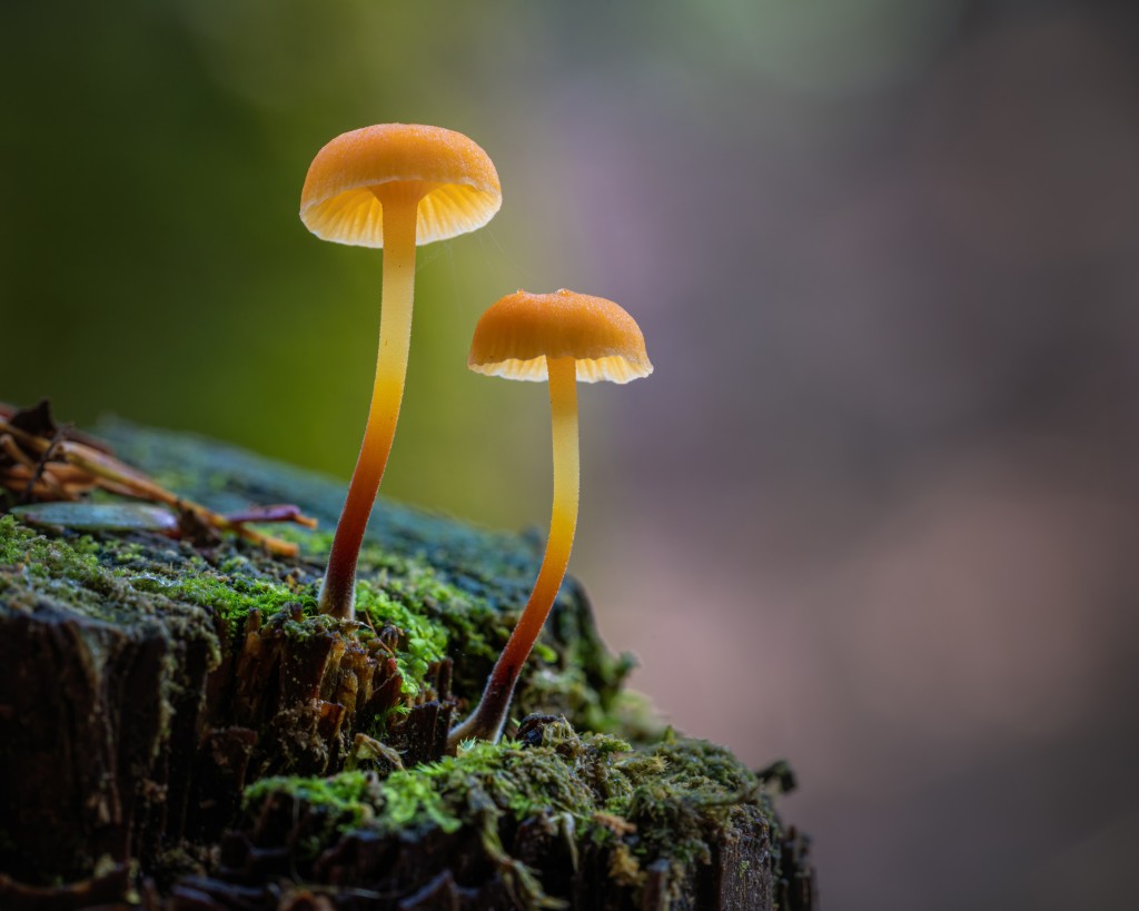 蘑菇高清摄影素材