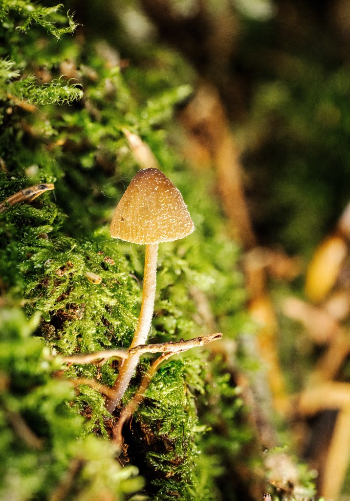 蘑菇高清摄影素材