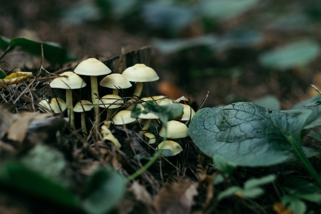 蘑菇高清摄影素材
