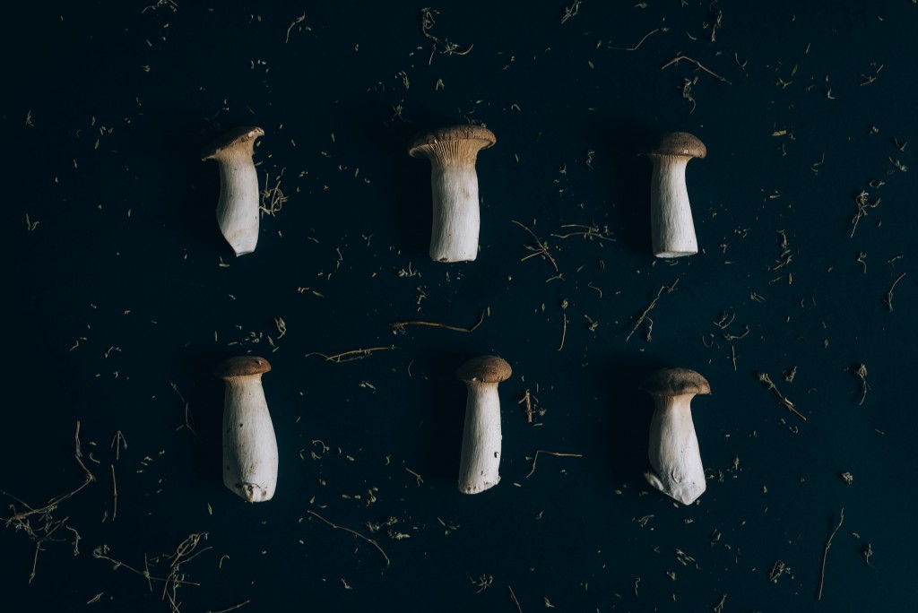 蘑菇高清摄影素材