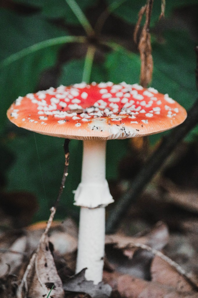 蘑菇高清摄影素材
