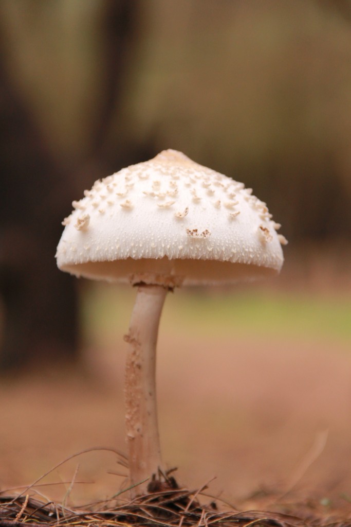 蘑菇高清摄影素材