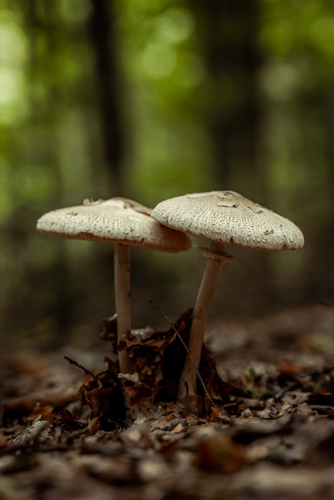 蘑菇高清摄影素材