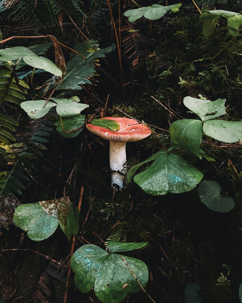 蘑菇高清摄影素材