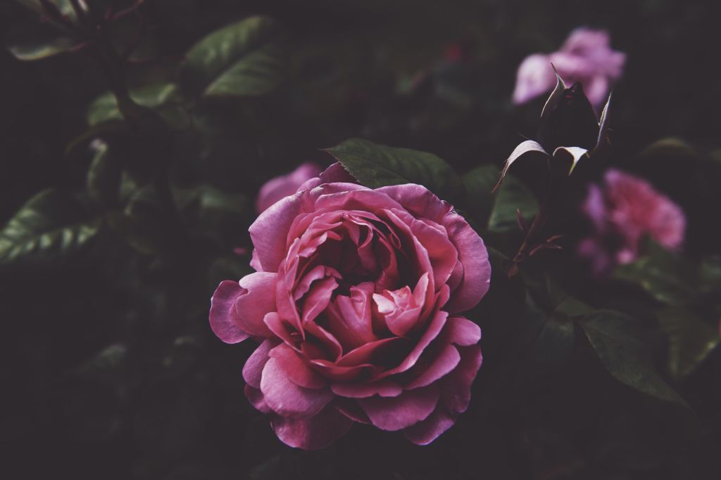 玫瑰花高清摄影素材