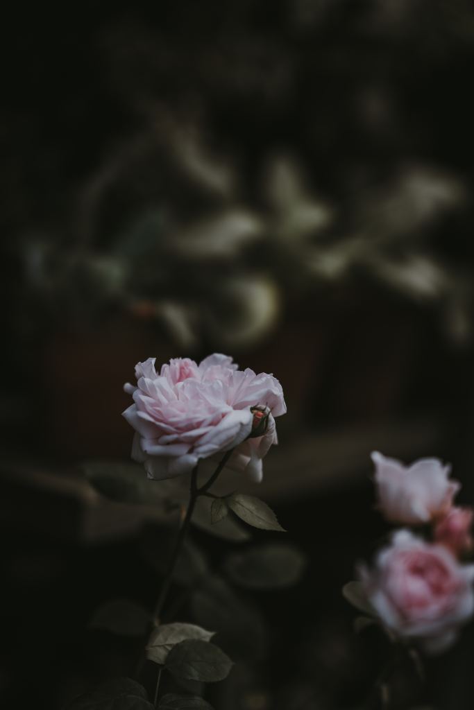 玫瑰花高清摄影素材