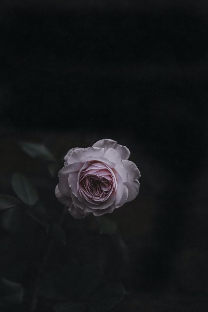 玫瑰花高清摄影素材
