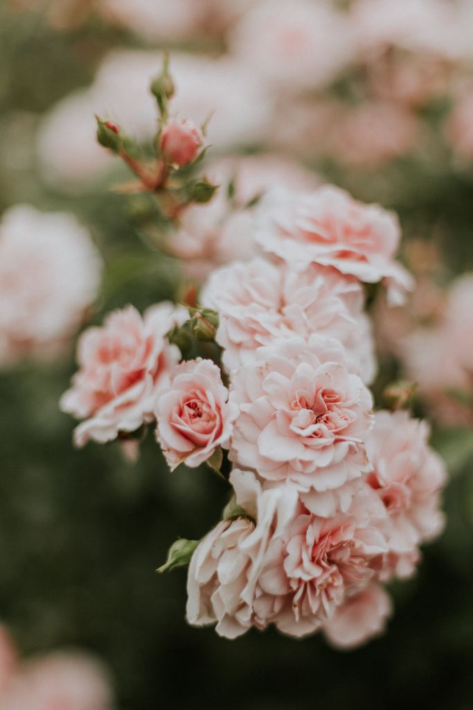 玫瑰花高清摄影素材