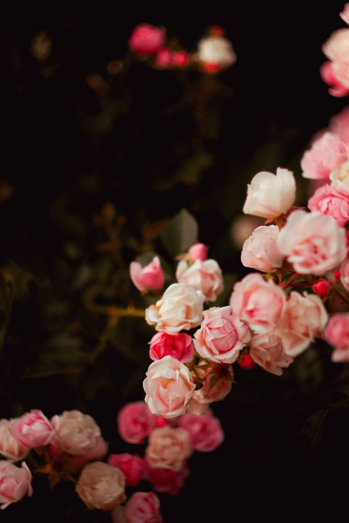 玫瑰花高清摄影素材