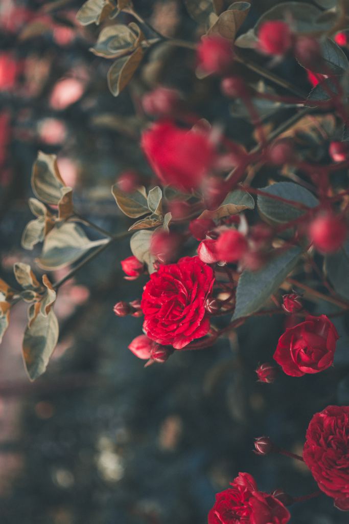 玫瑰花高清摄影素材