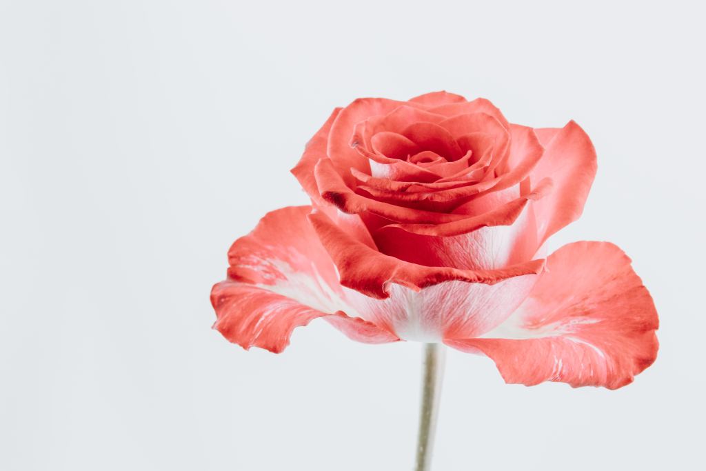 玫瑰花高清摄影素材