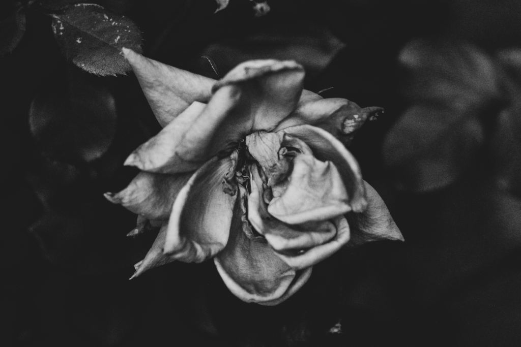 玫瑰花高清摄影素材