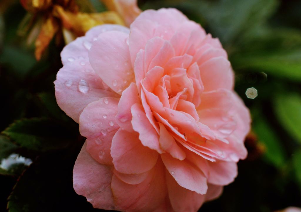 玫瑰花高清摄影素材