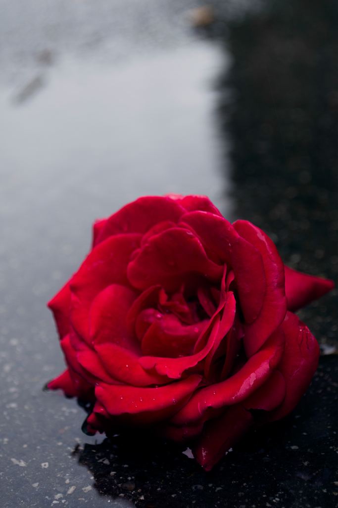 玫瑰花高清摄影素材