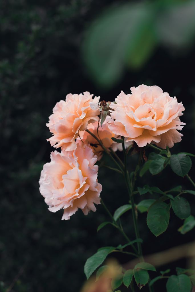 玫瑰花高清摄影素材