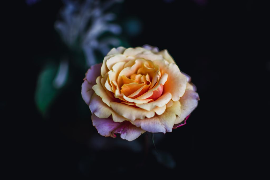 玫瑰花高清摄影素材