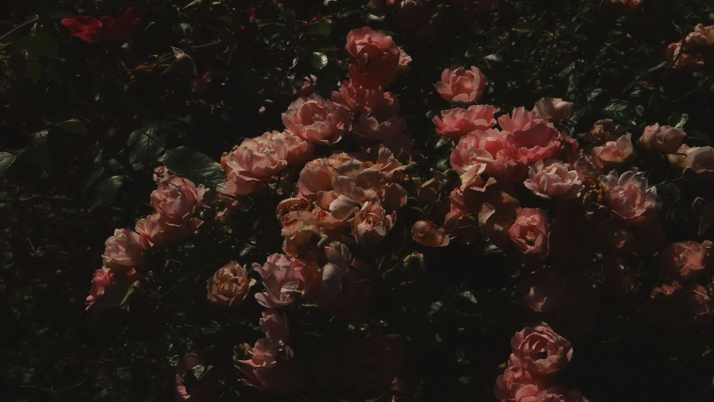 玫瑰花高清摄影素材