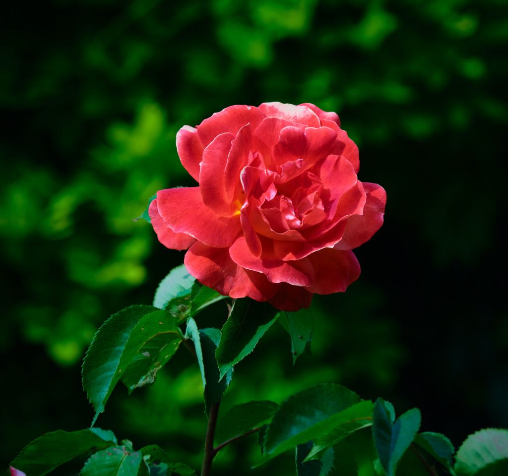 玫瑰花高清摄影素材