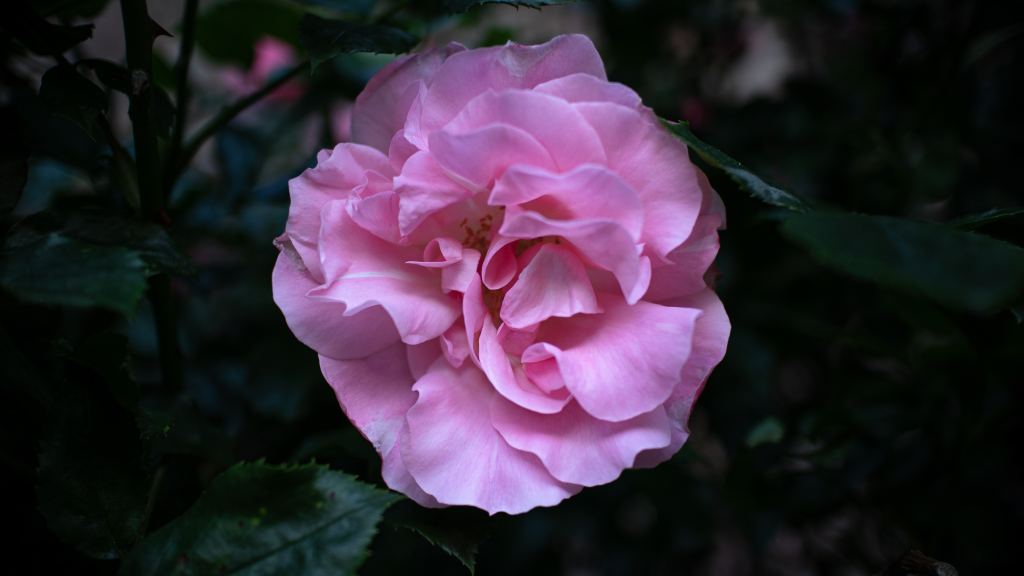 玫瑰花高清摄影素材