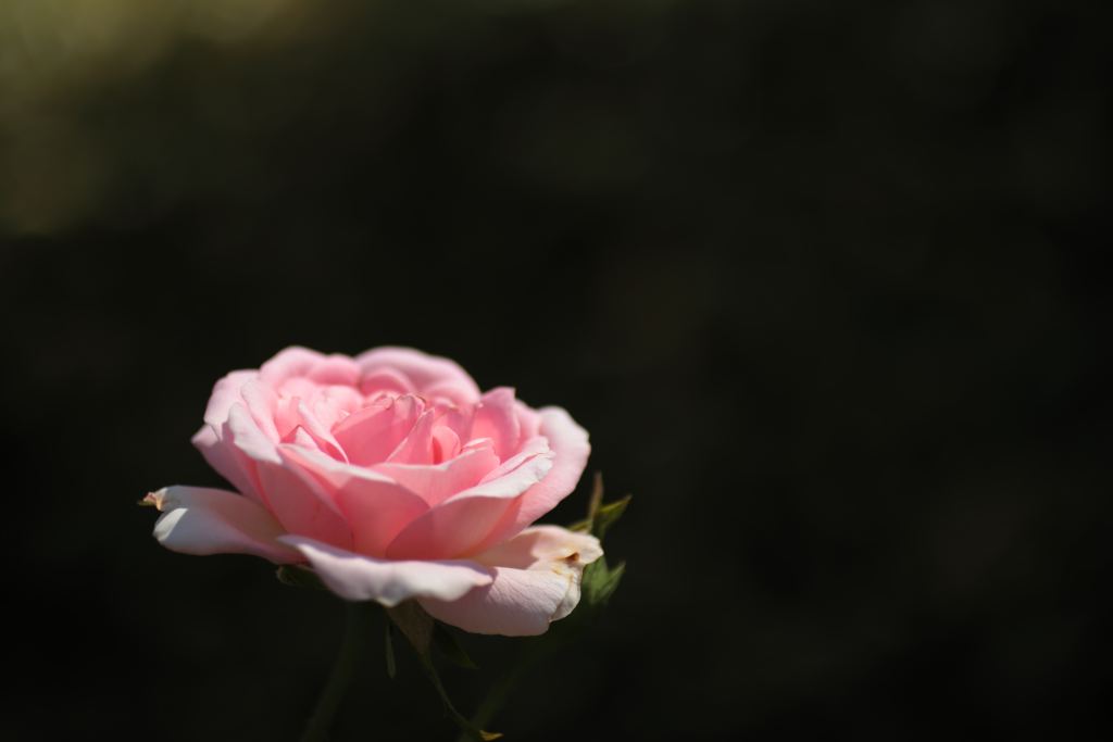 玫瑰花高清摄影素材