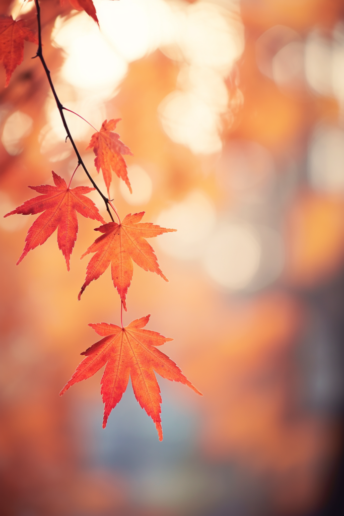 秋日绚丽红色枫叶二十四节气立秋摄影图片