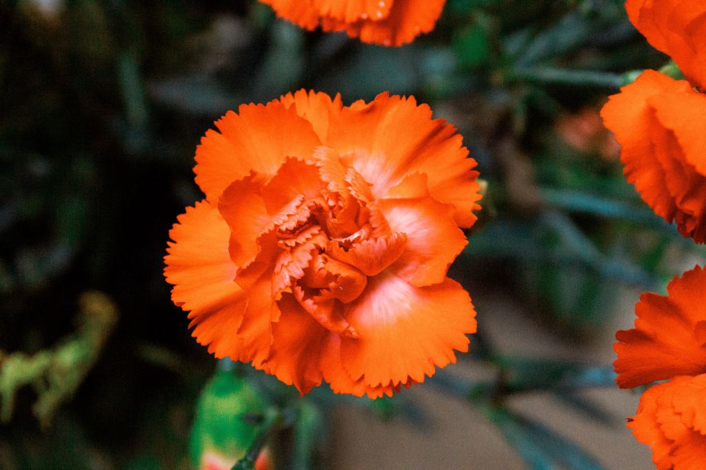 康乃馨高清摄影素材