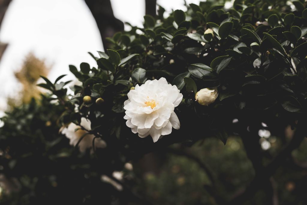 牡丹花高清摄影素材