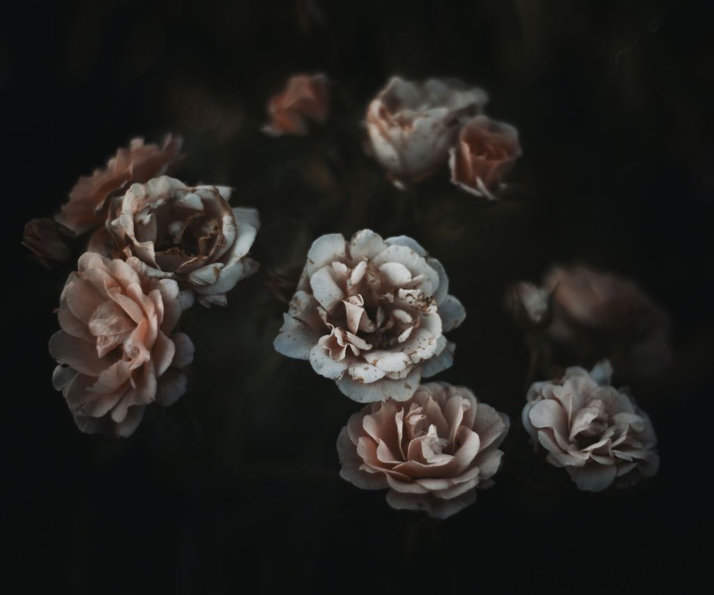 牡丹花高清摄影素材