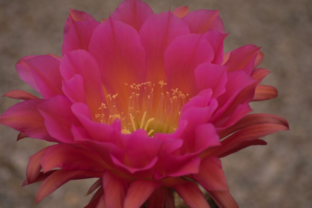 牡丹花高清摄影素材