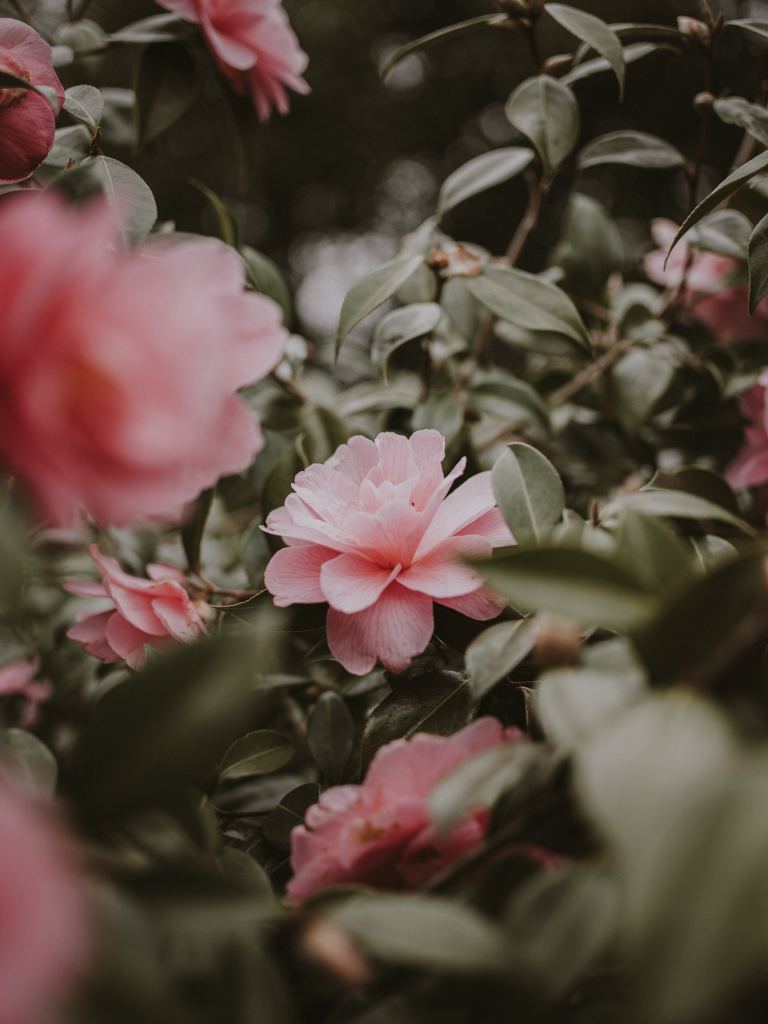 牡丹花高清摄影素材