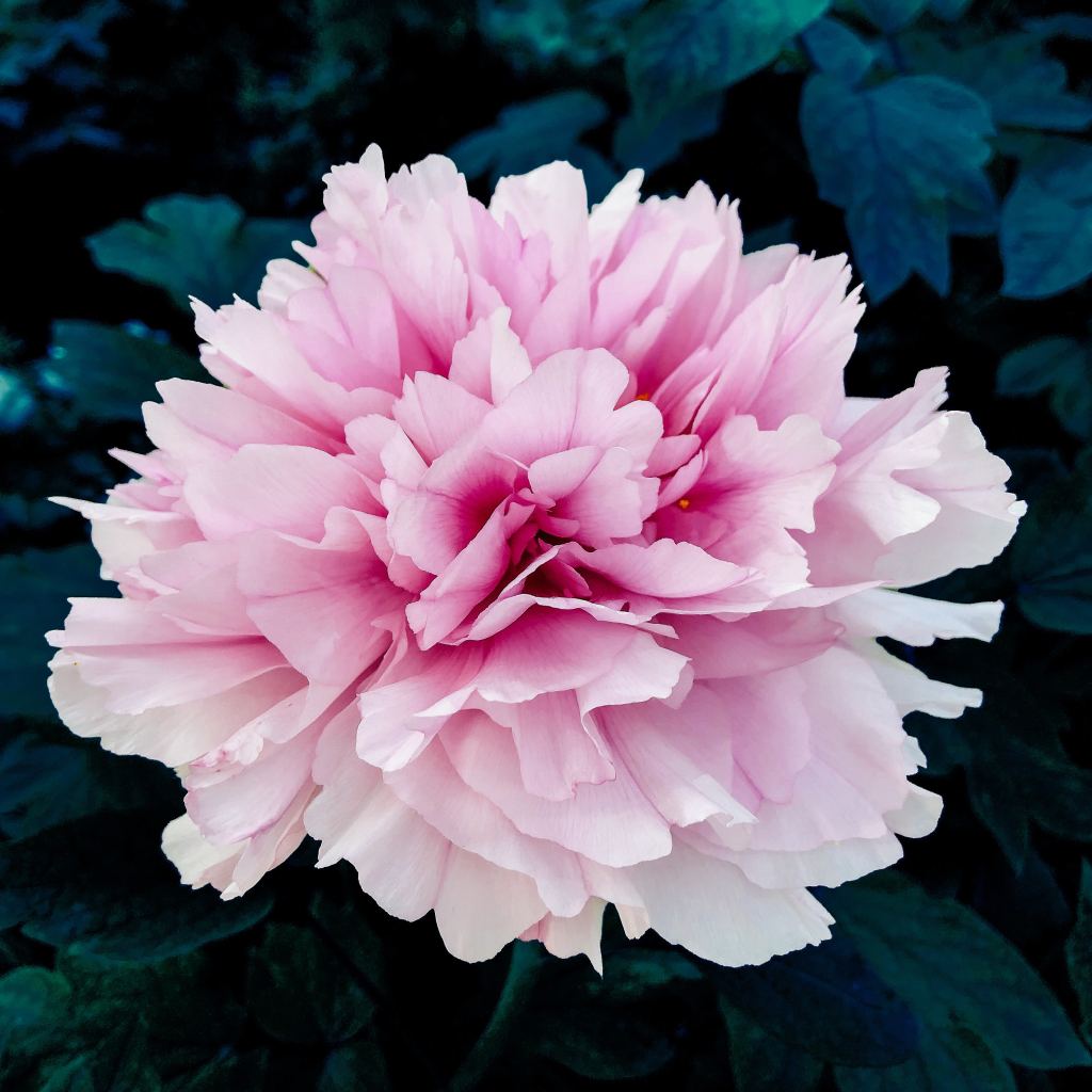 牡丹花高清摄影素材
