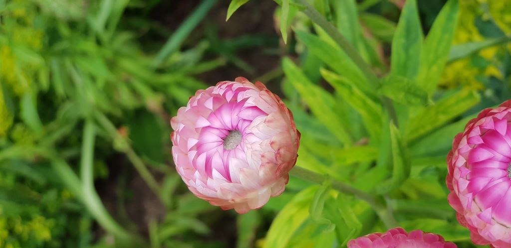牡丹花高清摄影素材