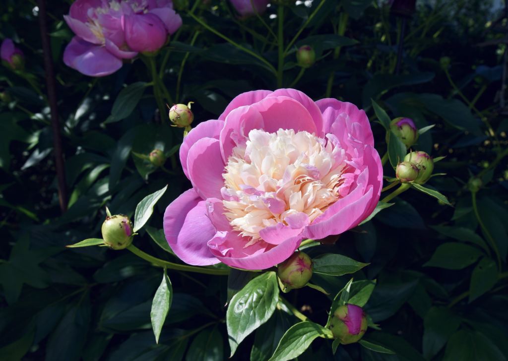 牡丹花高清摄影素材