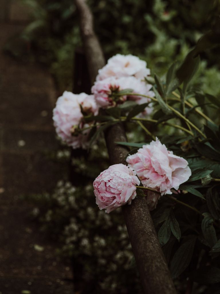 牡丹花高清摄影素材