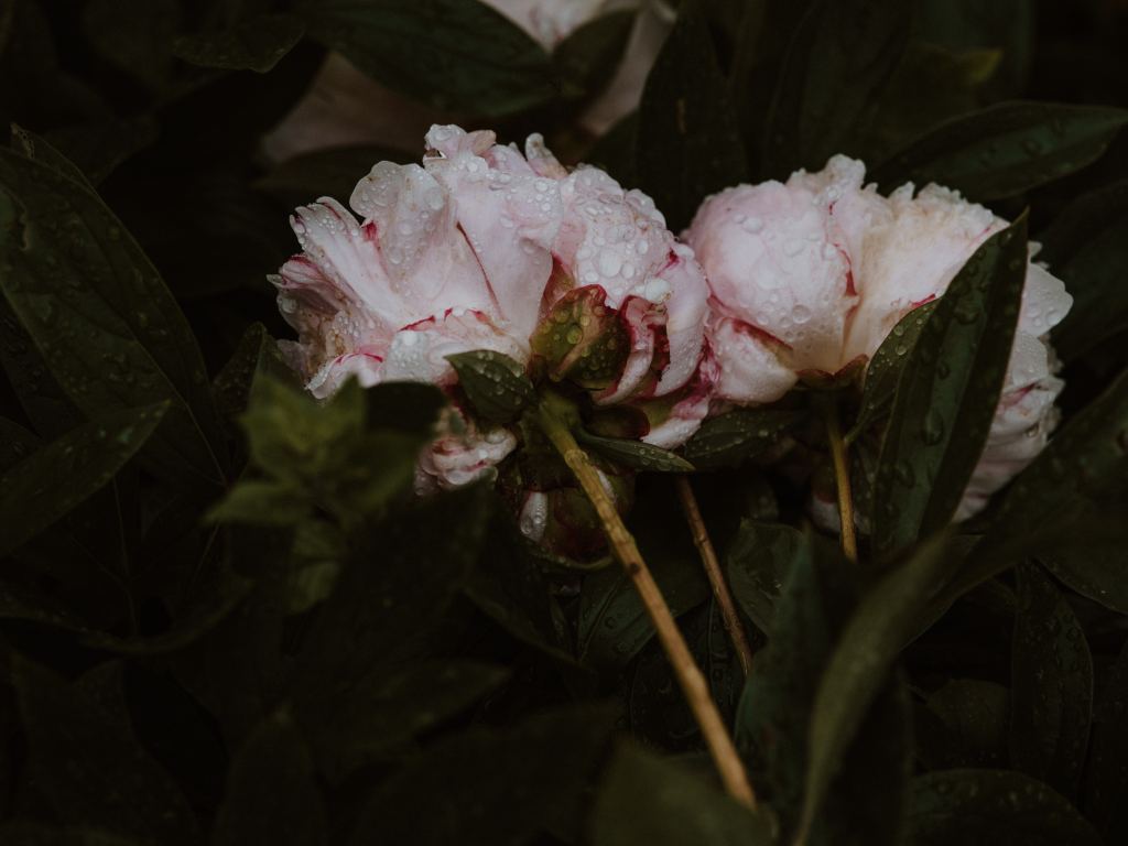牡丹花高清摄影素材