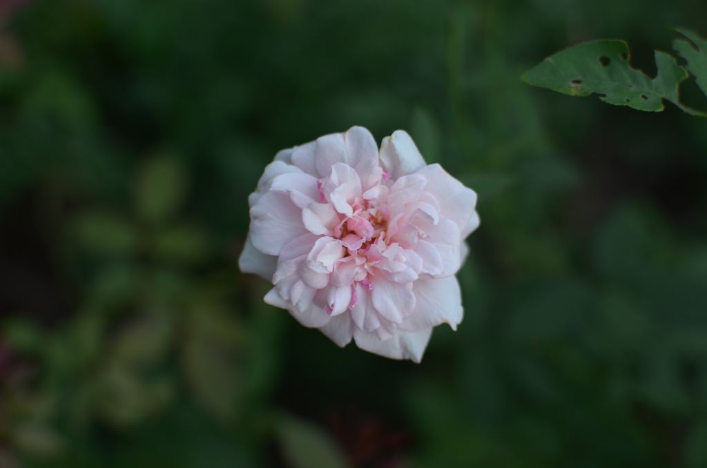牡丹花高清摄影素材