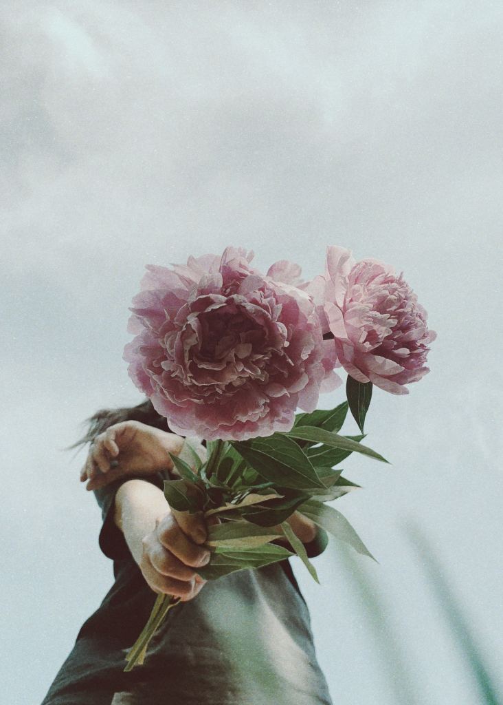 牡丹花高清摄影素材